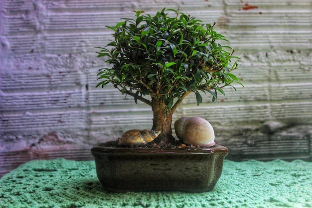 Bonsai Pots