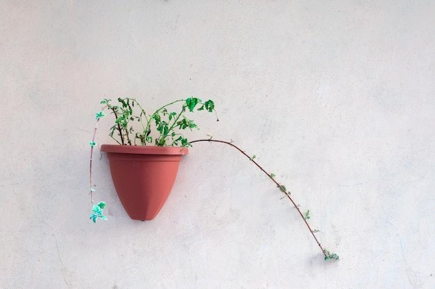 Wall-mounted Pots