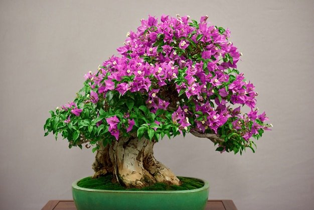 Azalea Bonsai