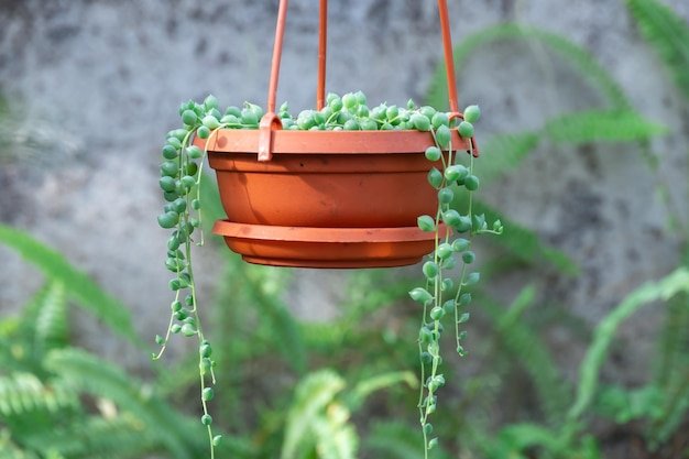 Terracotta Hanging Pots